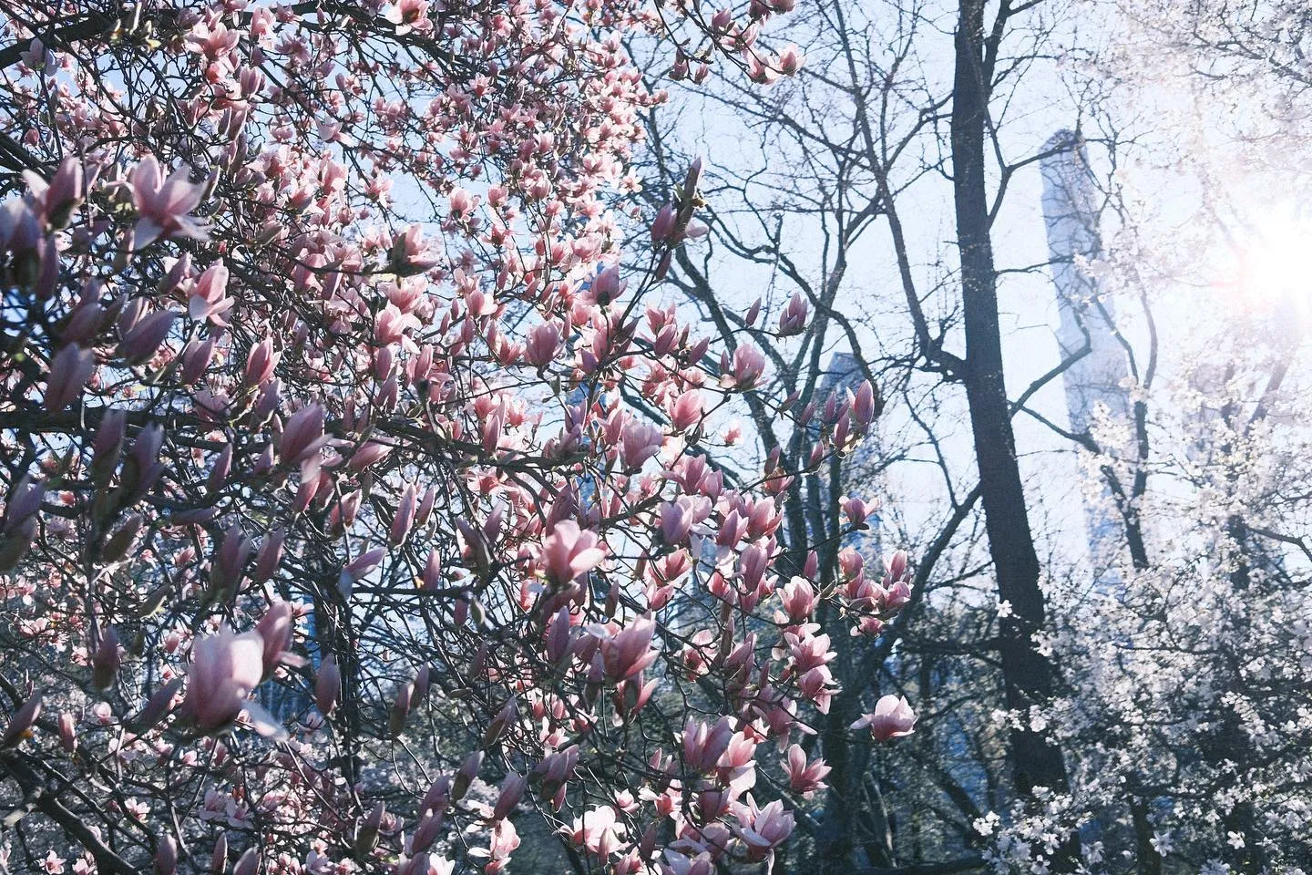 Cherries are Springing. (image 2 of 10)
