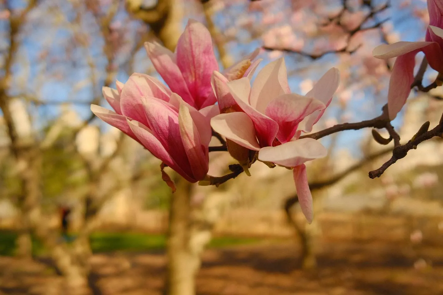 Cherries are Springing. (image 3 of 10)