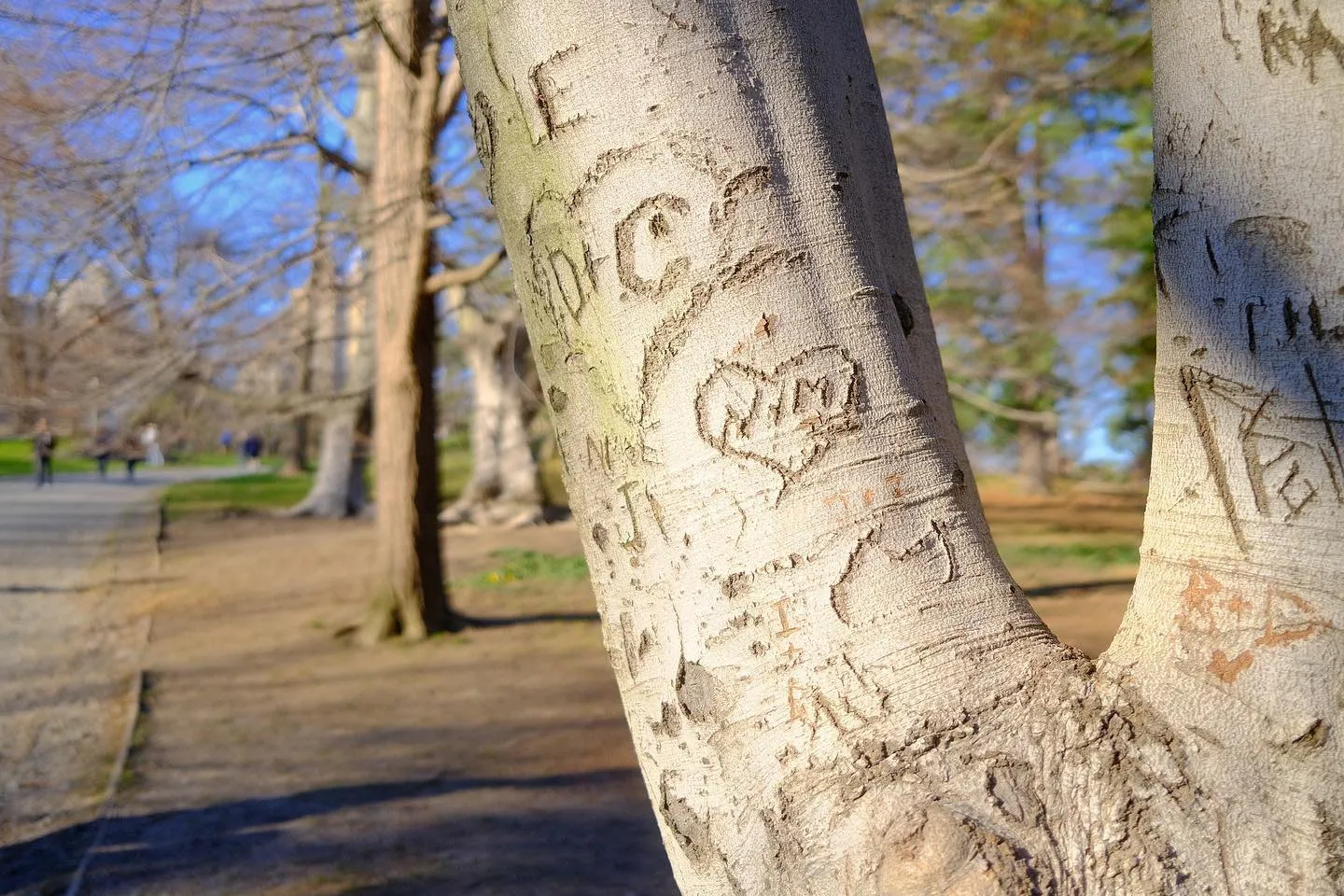 An afternoon spring stroll in Central Park. (image 5 of 10)