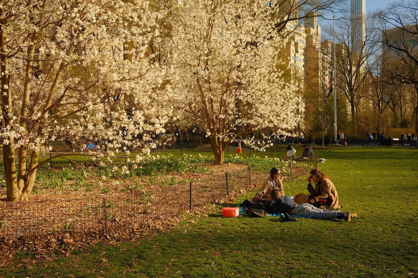 Cherries are Springing. (image 5 of 10)