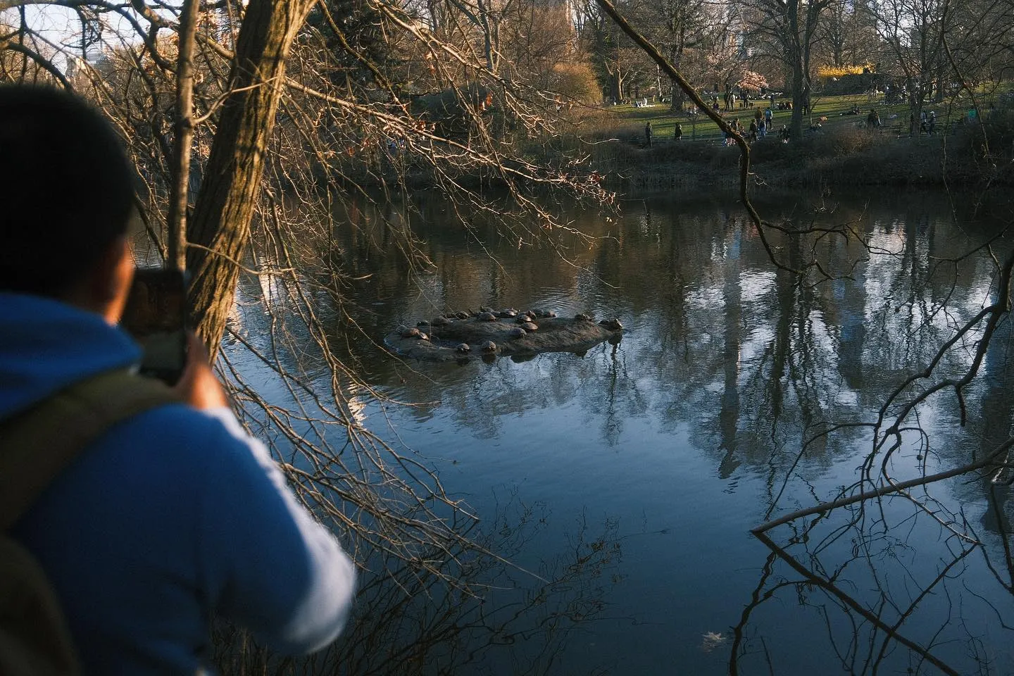 An afternoon spring stroll in Central Park. (image 8 of 10)