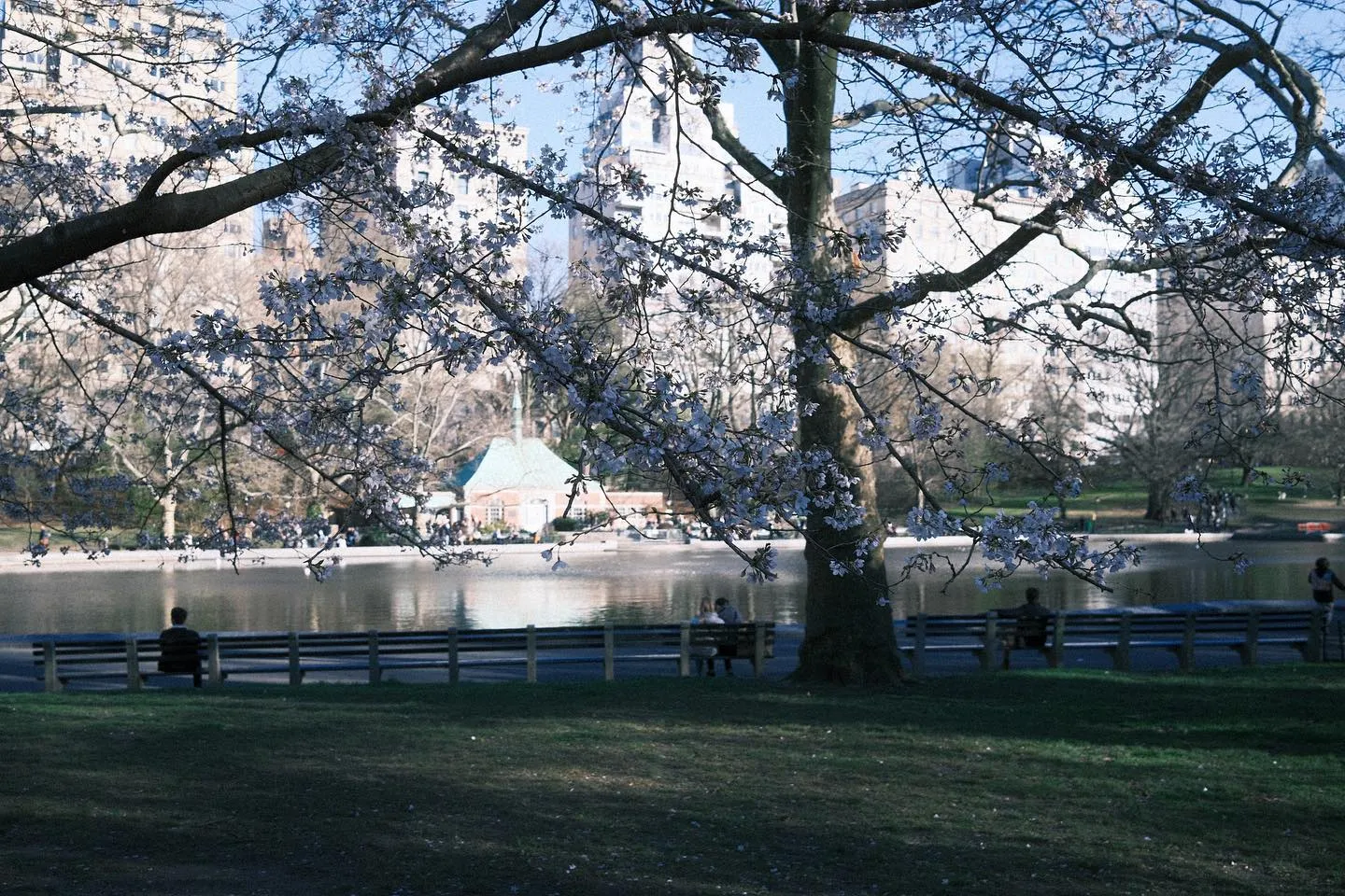Cherries are Springing. (image 10 of 10)